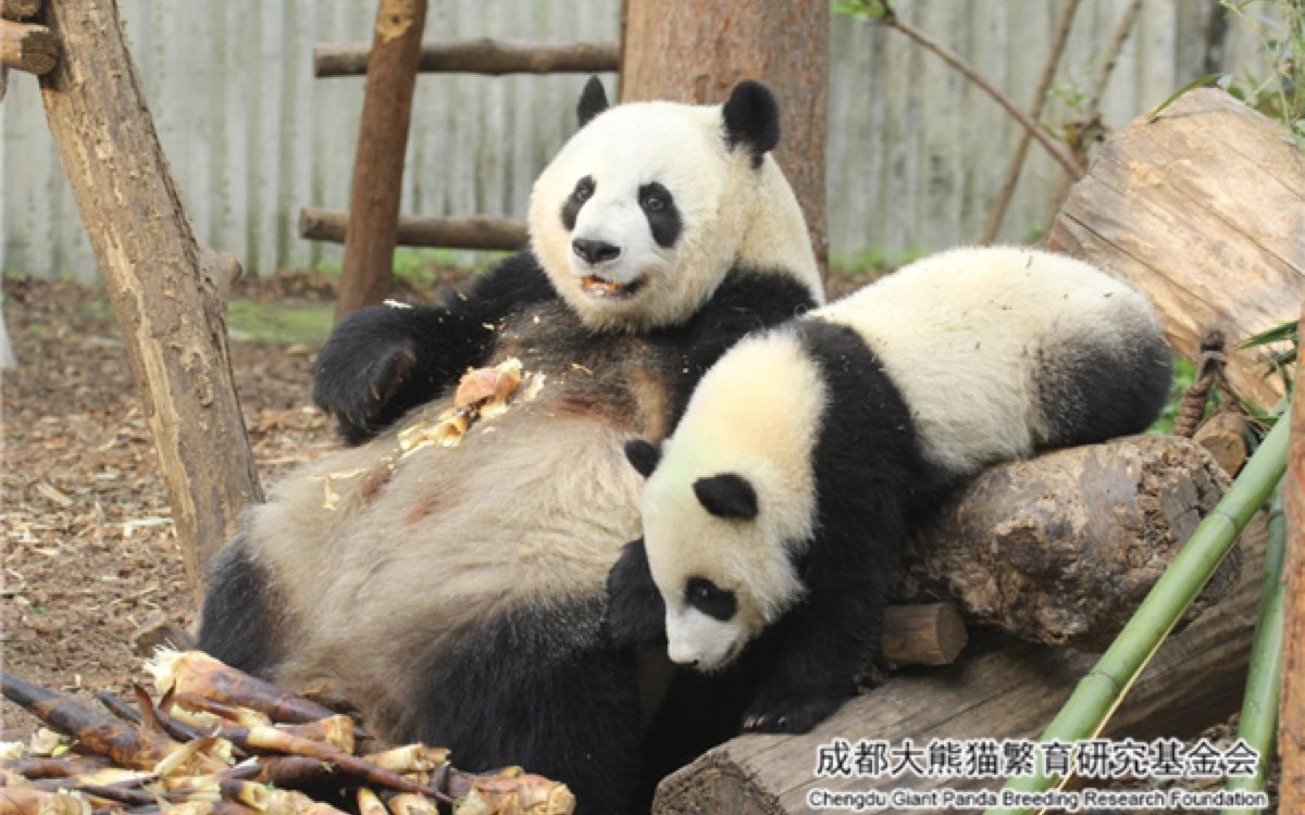 大熊猫“宝新”（右）和妈妈“宝兰”。  图源：成都大熊猫繁育研究基地官网