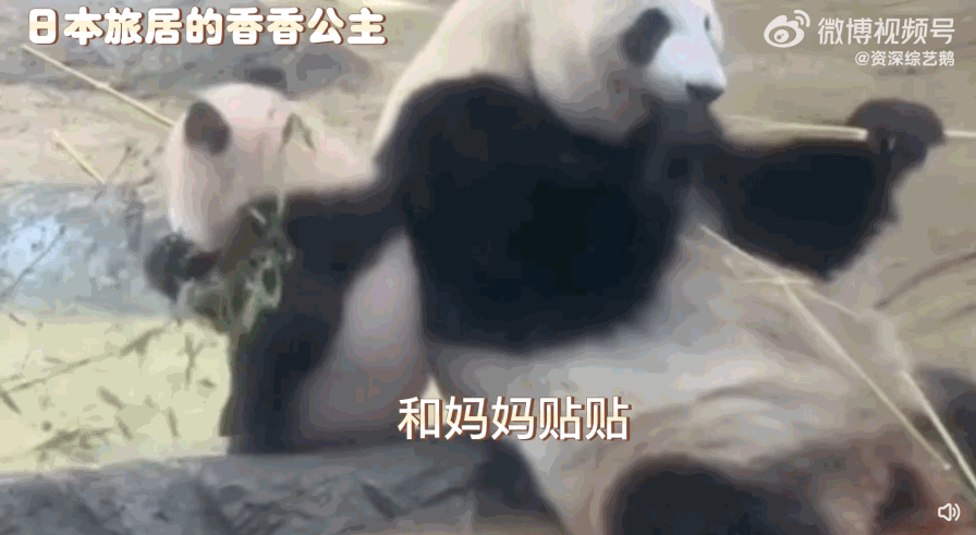 每天的生活，就是和妈妈贴贴