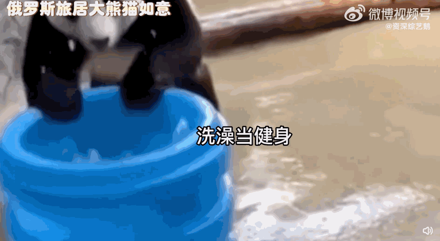 图源：微博@资深综艺鹅，下同