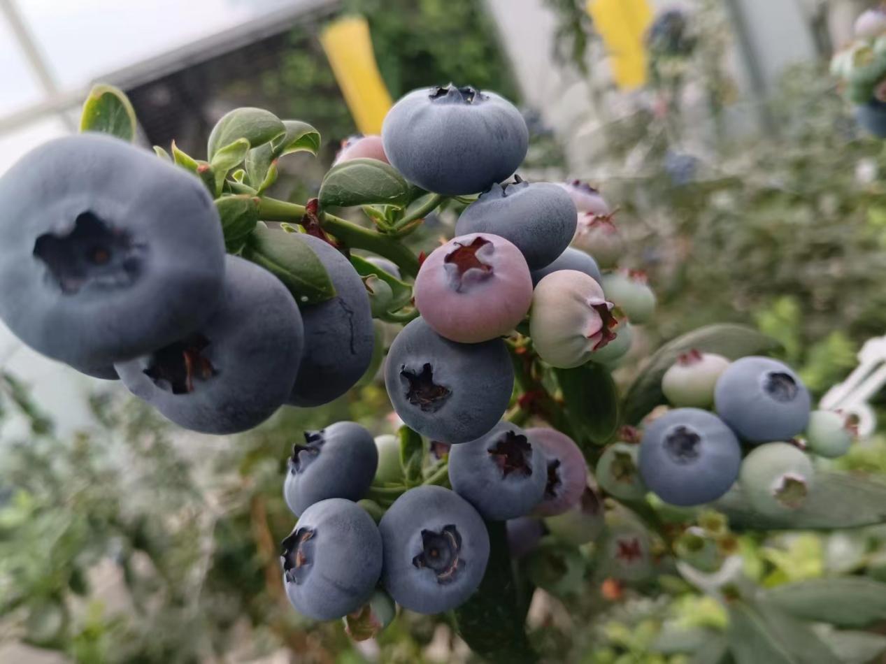 种苗怎么繁育种子呢