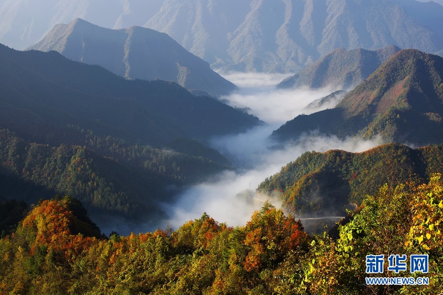 大巴山国家级自然保护区.(重庆市林业局供图)