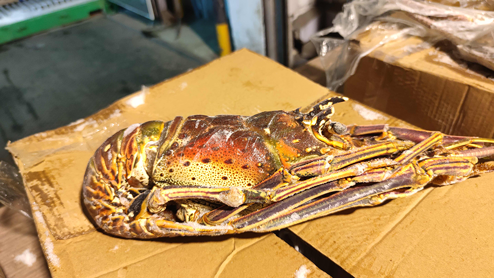 体色多彩明亮个头大文莱进口锦绣龙虾首次登陆上海