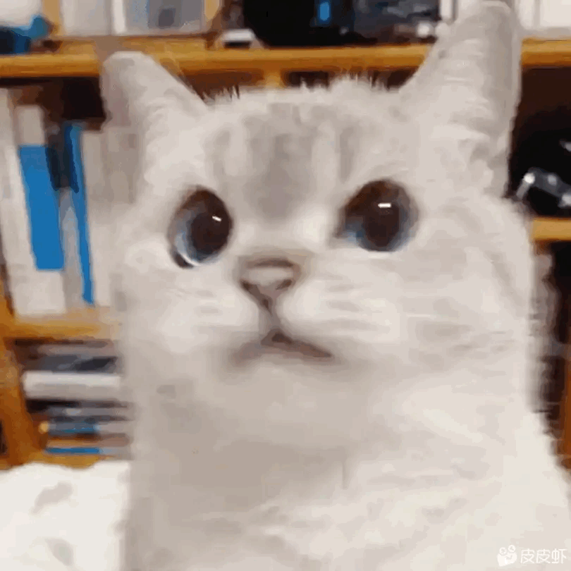 猫咪动态表情包|猫_新浪新闻