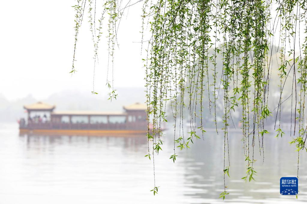 诗意中国——万条垂下绿丝绦|张掖市|春风|柳树|新绿|绿色_新浪新闻