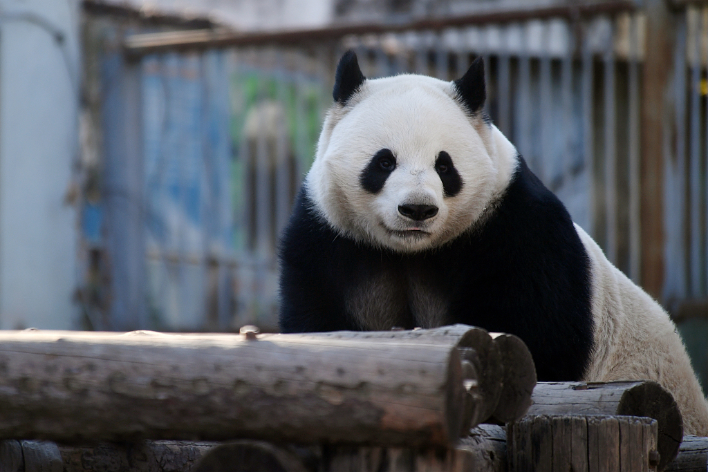 图说顶流明星③花花or萌兰你的心上熊是谁
