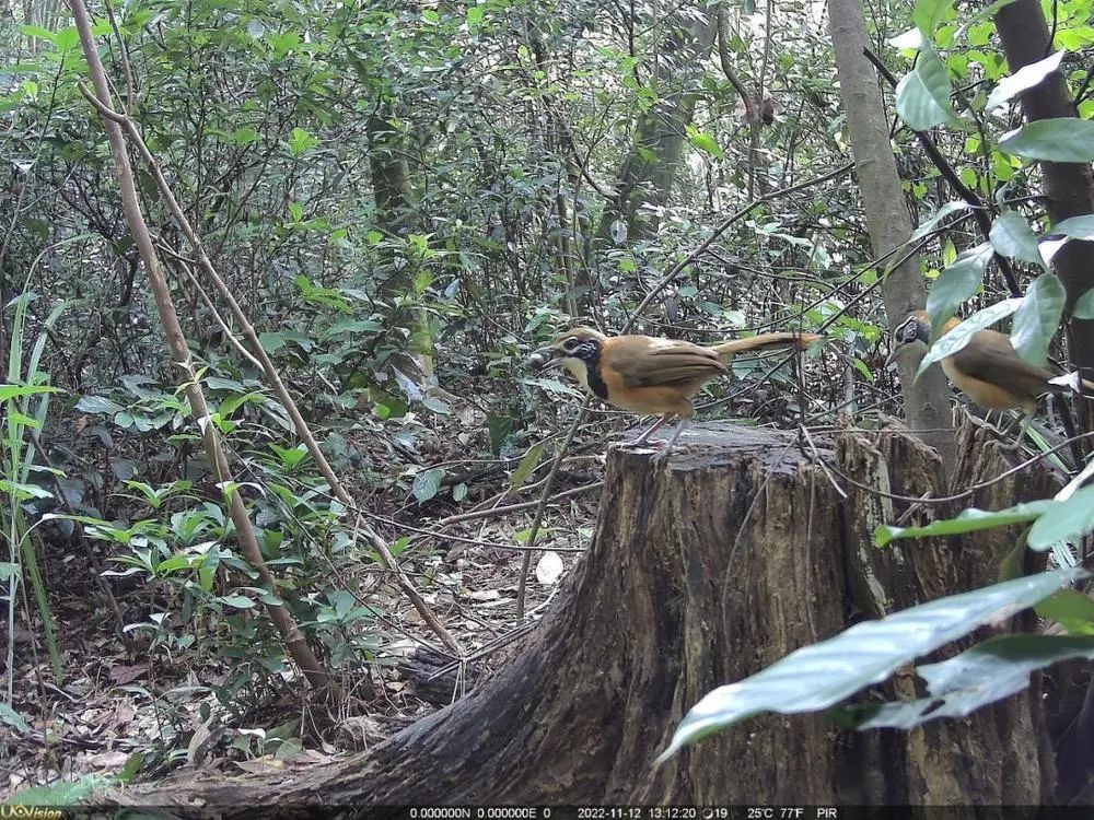 广东"省鸟"现身广州白云山,这些鸟类"小精灵"你有偶遇过吗?