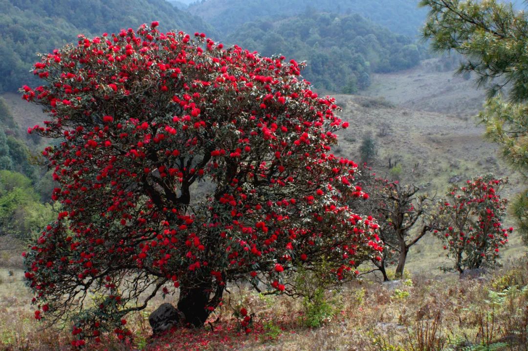 有一种叫云南的生活丨哨冲镇:马缨花开 彝乡许你满山烂漫|云南|马缨花