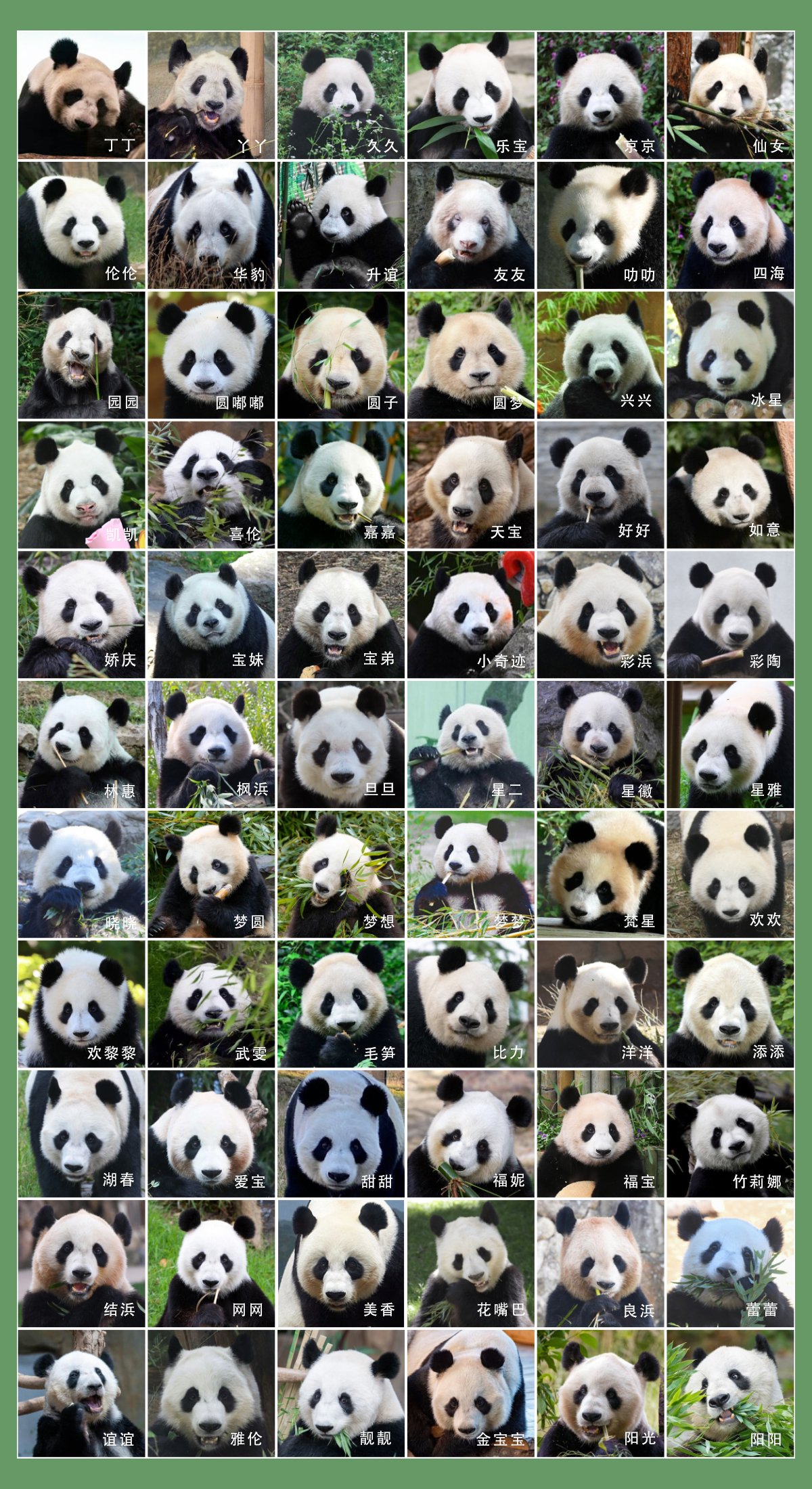 66只熊猫,你能一眼分辨你的最爱吗?