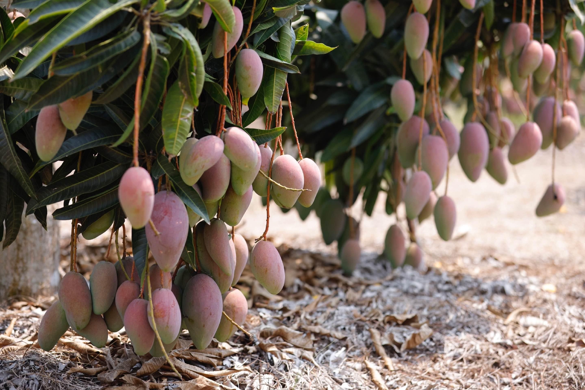 天猫生鲜携手"淘鲜达淘宝直播间"在海南水果种植基地举办"水果时装秀"