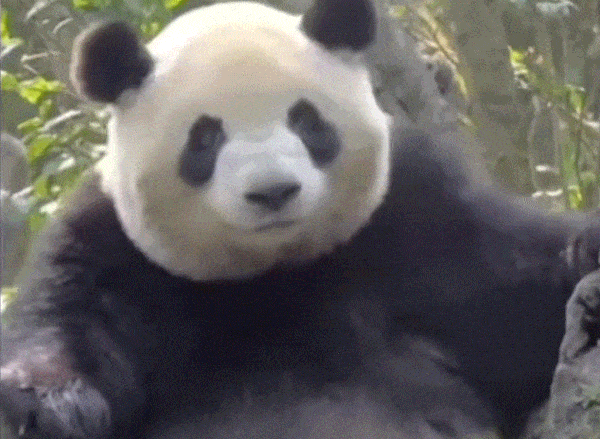 大熊猫“如意”摇晃身子。网络 图