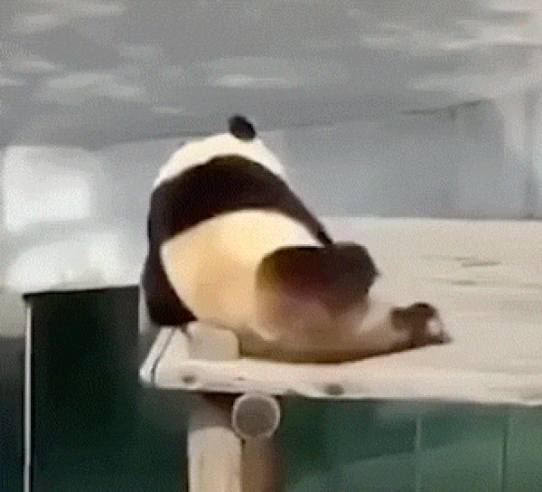 大熊猫“如意”日常玩耍。网络 图