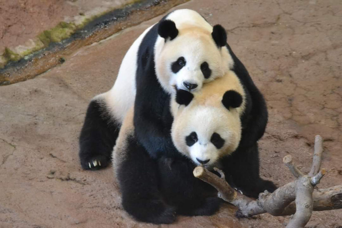 大熊猫妈妈"武雯"和大熊猫宝宝"梵星".