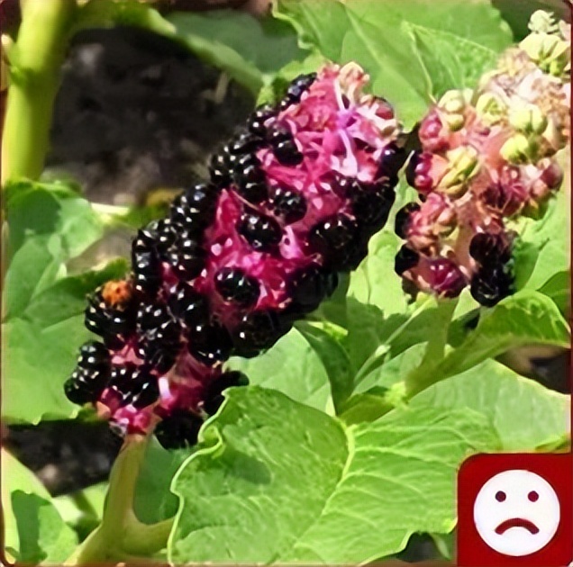 苜蓿的做法(苜蓿的做法家庭做法) 第12张