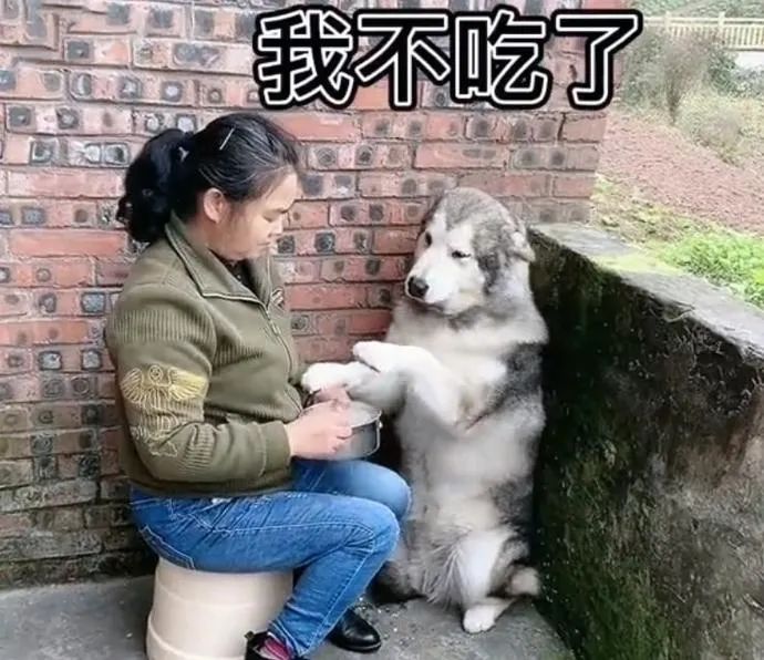 阿拉斯加被奶奶追着喂饭吃这么点怎么能饱