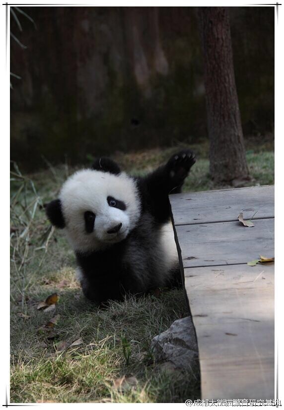 小时候的萌兰  @成都大熊猫繁育研究基地 图