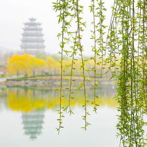 诗意中国——万条垂下绿丝绦|张掖市|春风|柳树|新绿|绿色_新浪新闻