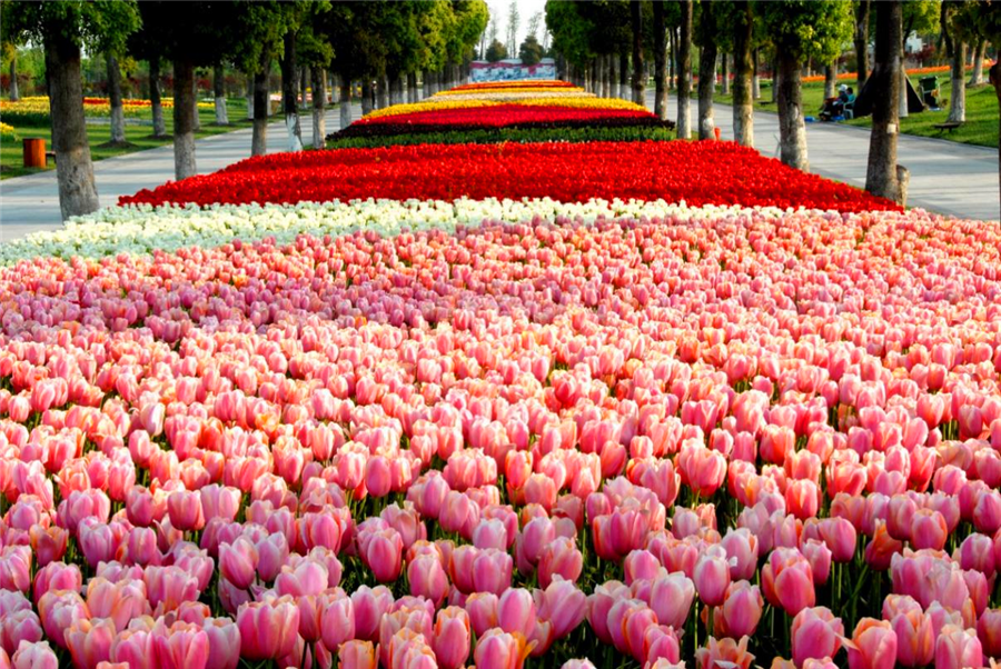 郁金香主题花展3月25日在上海鲜花港开幕|郁金香_新浪财经_新浪网