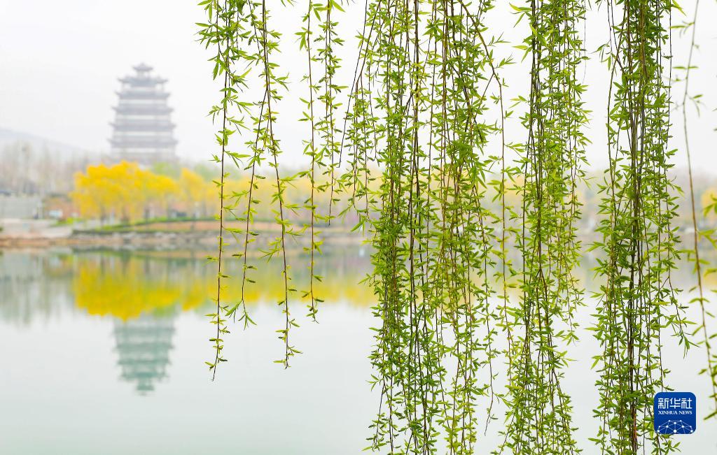 诗意中国——万条垂下绿丝绦|张掖市|春风|柳树|新绿|绿色_新浪新闻