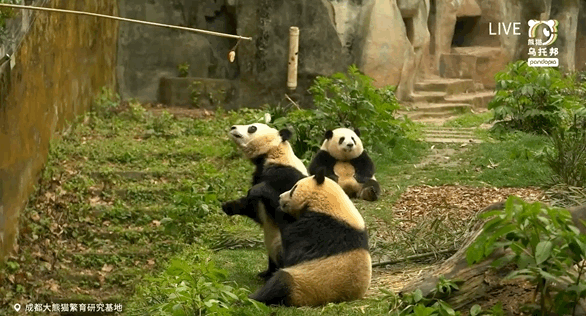 @pandapia熊猫乌托邦