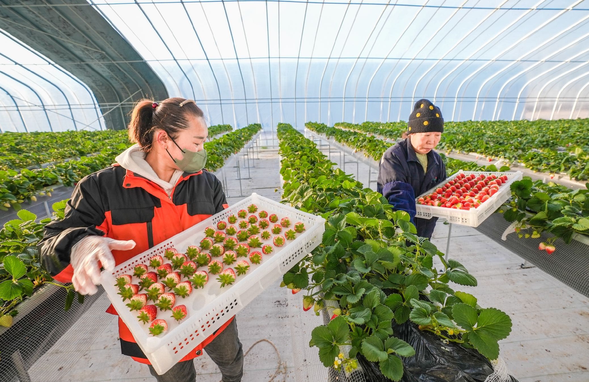 由于智能设备的运用,数十栋草莓大棚,仅需几名工人就可以照料.