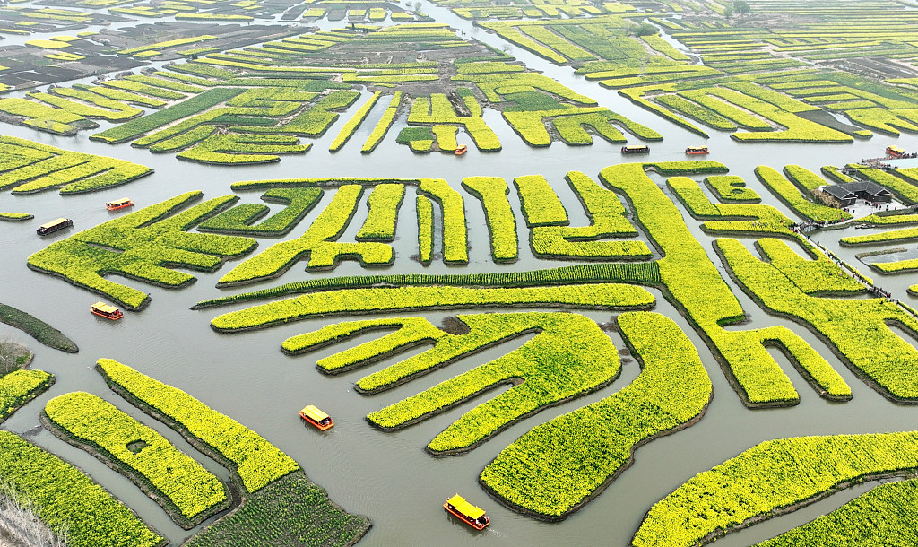 2023年3月21日,江蘇泰州,春分時節,興化市千垛菜花景區的油菜花競相