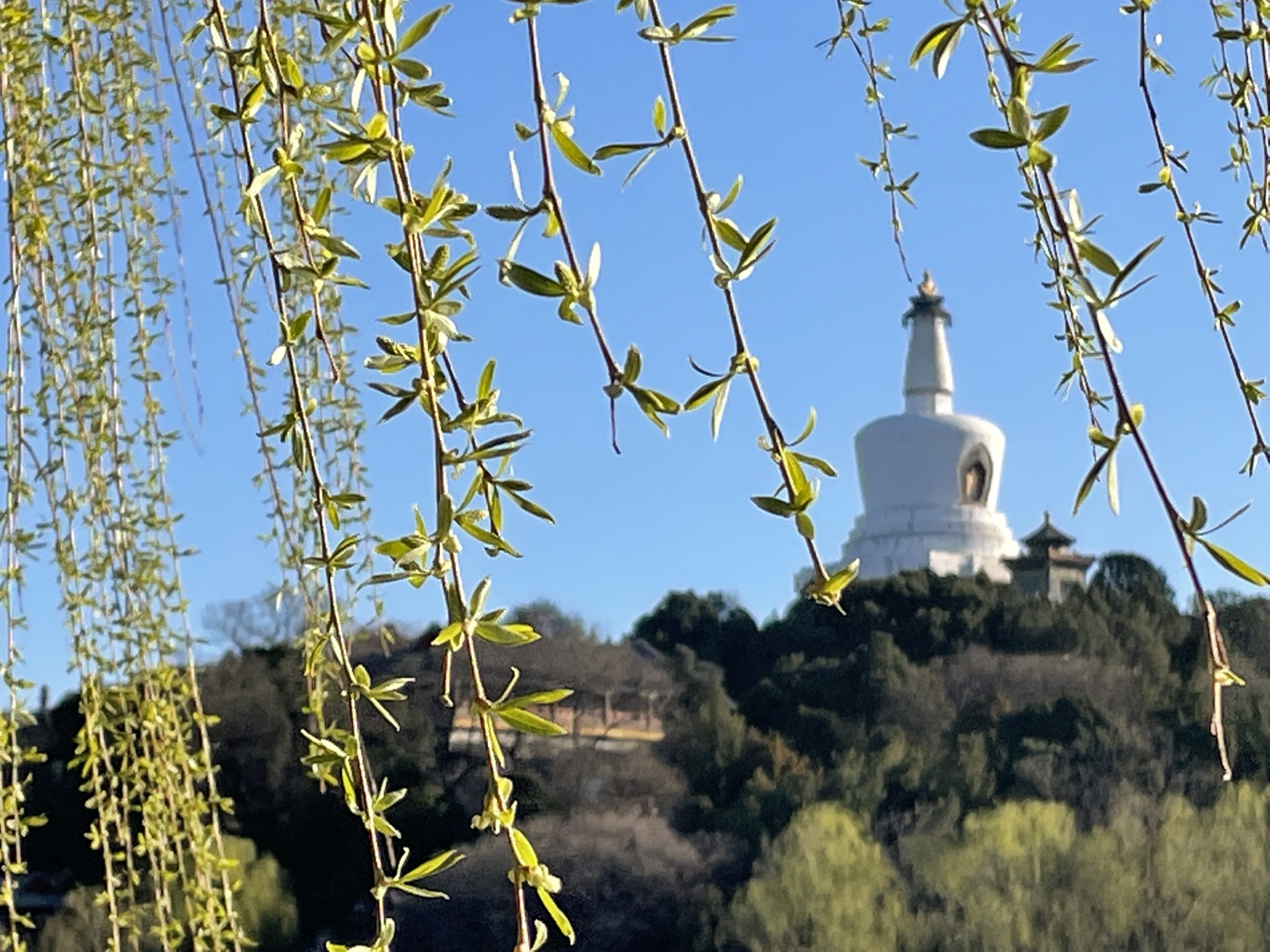 3月23日,北海公园太液池畔的柳树吐出新绿,随着春风摆动,与白塔交相
