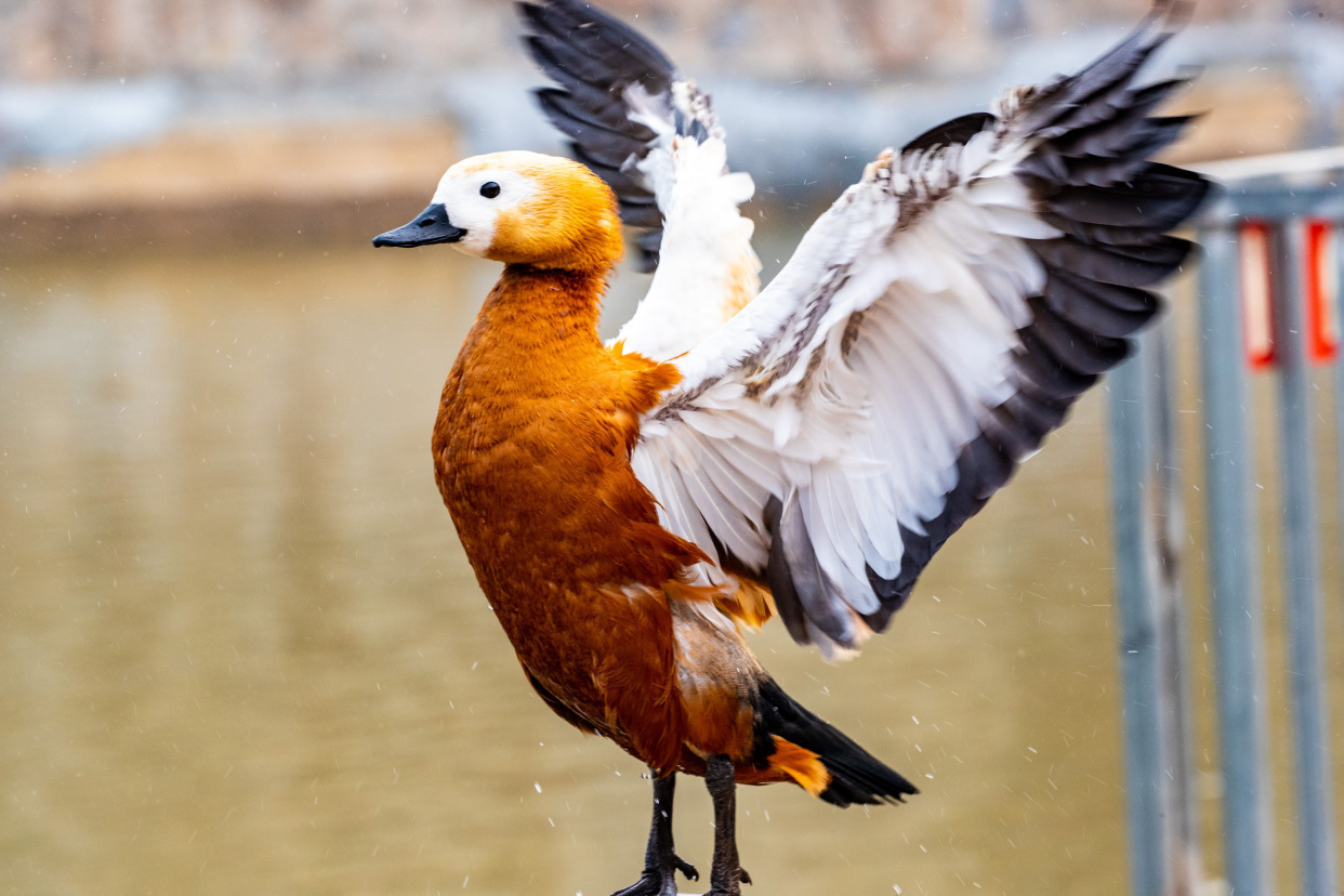 赤麻鸭安"新家"_新浪财经_新浪网