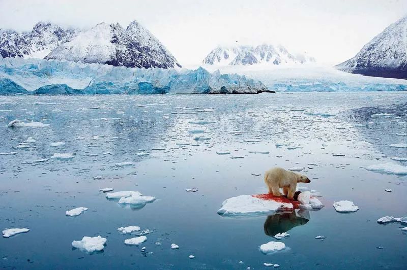 这是 2006 年拍摄的挪威北部斯瓦尔巴德群岛水域一块浮冰上的北极熊&