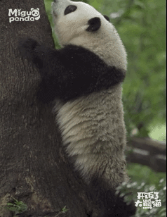 @咪咕 「开饭了大熊猫」