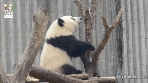 @pandapia熊猫乌托邦