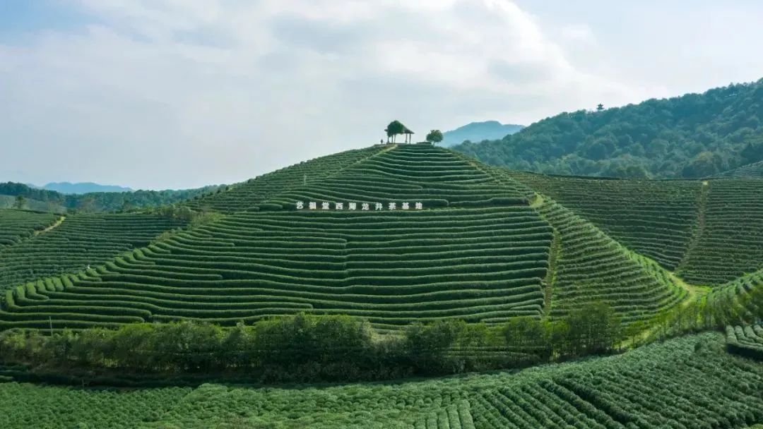 西湖龙井核心产区龙坞茶镇的茶园探访了艺福堂位于春分当天,八妹和