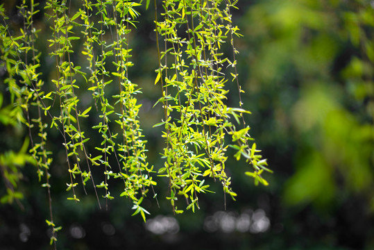 行处春风随马尾，柳花偏打内家香|柳花|马尾|春风_新浪新闻