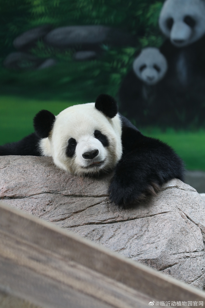 山东临沂动植物园公布大熊猫银柯生活现状:目前身体非常健康|临沂动