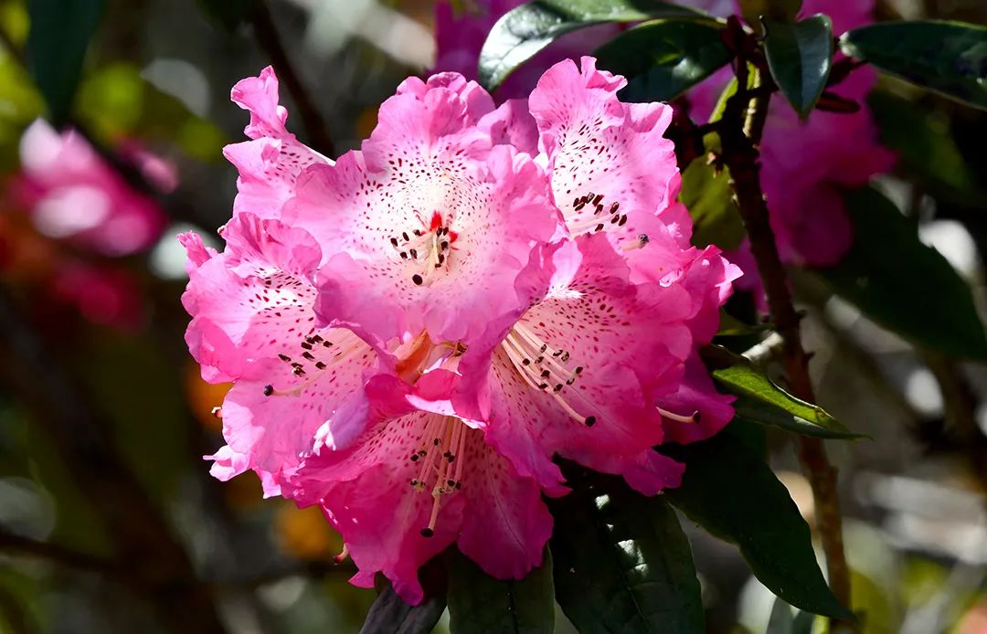 你好,我是石屏"县花"——马缨花|马缨花|县花|石屏_新浪新闻