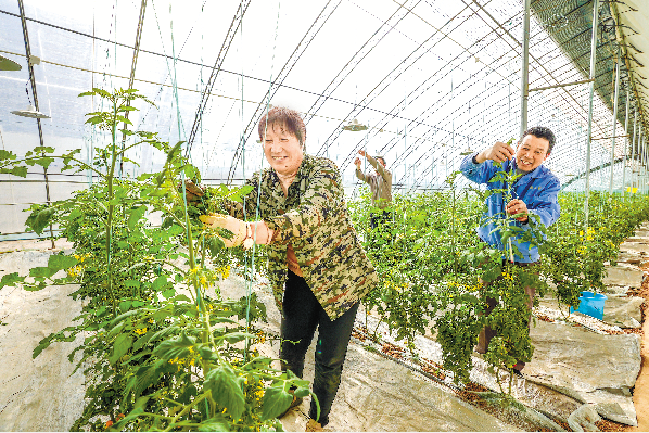 在位于大兴榆垡的中电农创谷·低碳生态产业园内，工人在小番茄大棚内劳作。