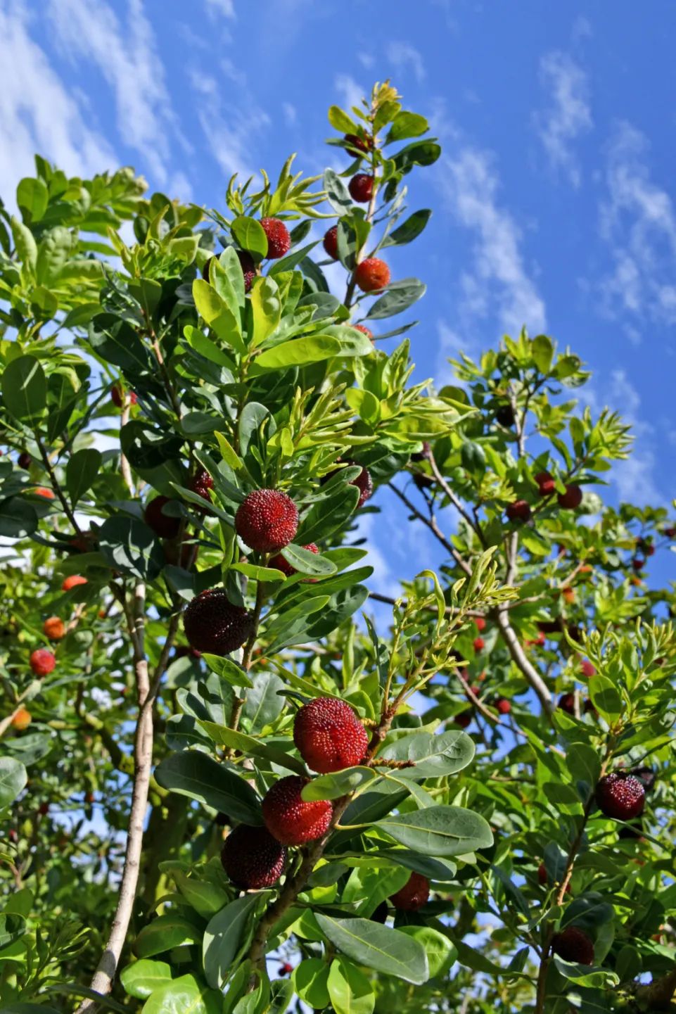 你好,我是石屏"县树"——杨梅树__财经头条