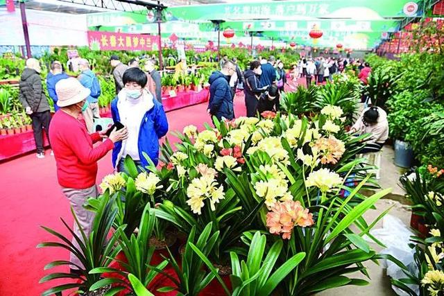 第十七届中国长春君子兰节开幕|长春市_新浪财经_新浪网