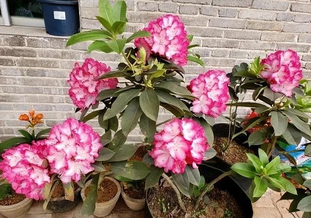 大叶杜鹃花(杜鹃什么颜色最好看杜鹃花) 第8张