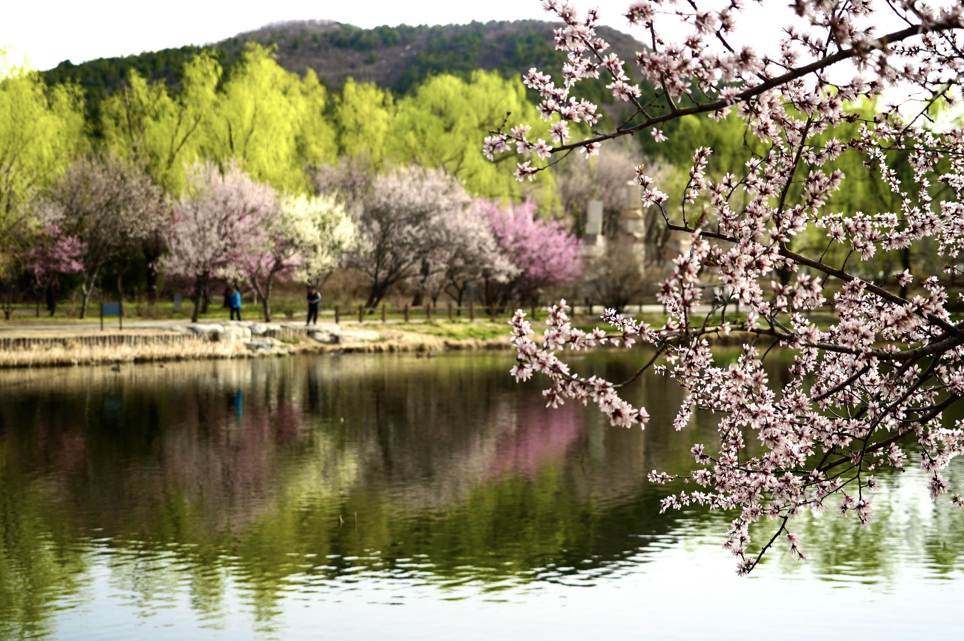 北京植物园桃花图片