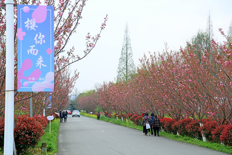 德阳什邡市湔氐镇樱花节启幕 邀您共赴春日盛会|德阳市|樱花_新浪新闻