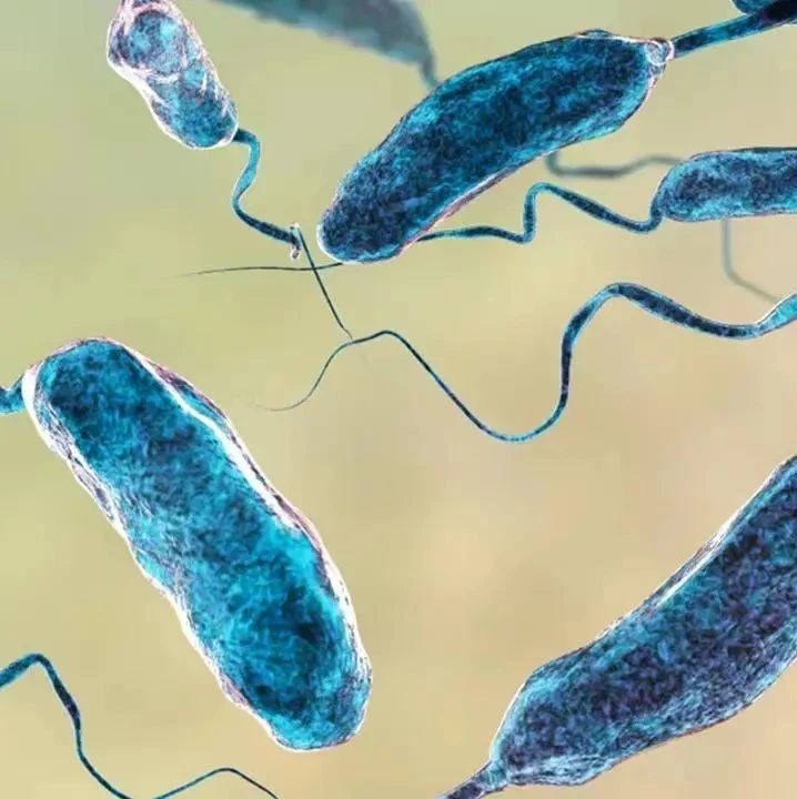 “致命细菌”正向北迁徙，感染后死亡率近20%