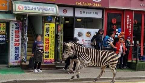 韩国斑马在首尔马路上狂奔（韩联社）