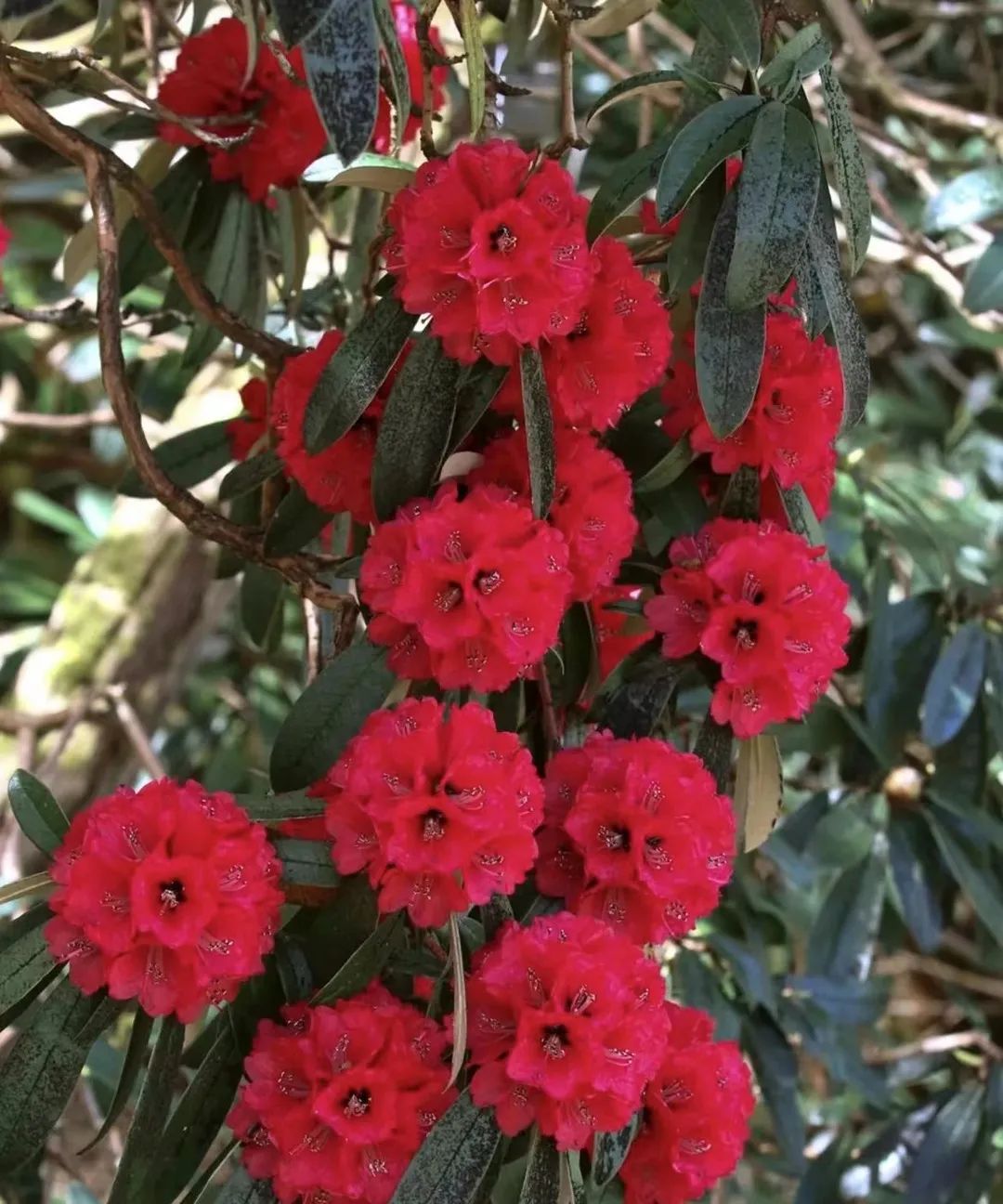 你好,我是石屏"县花"——马缨花|马缨花|县花|石屏_新浪新闻
