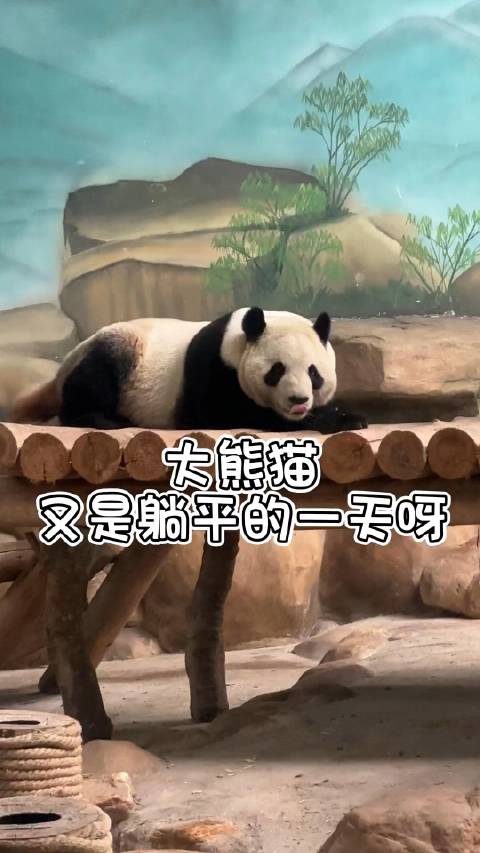 南通森林野生动物园的熊猫跟大家说晚安啦|大熊猫_新浪新闻