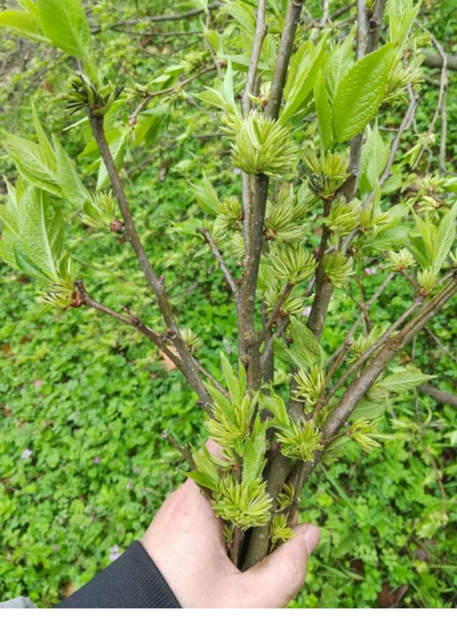 清明将至,农村8种树上野菜不要错过,快采摘来吃,你吃过几种?