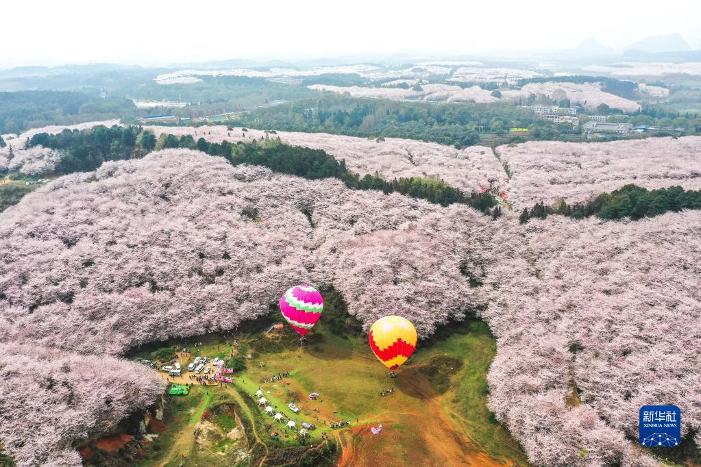 这是3月21日拍摄的贵州省贵安新区樱花园(无人机照片).