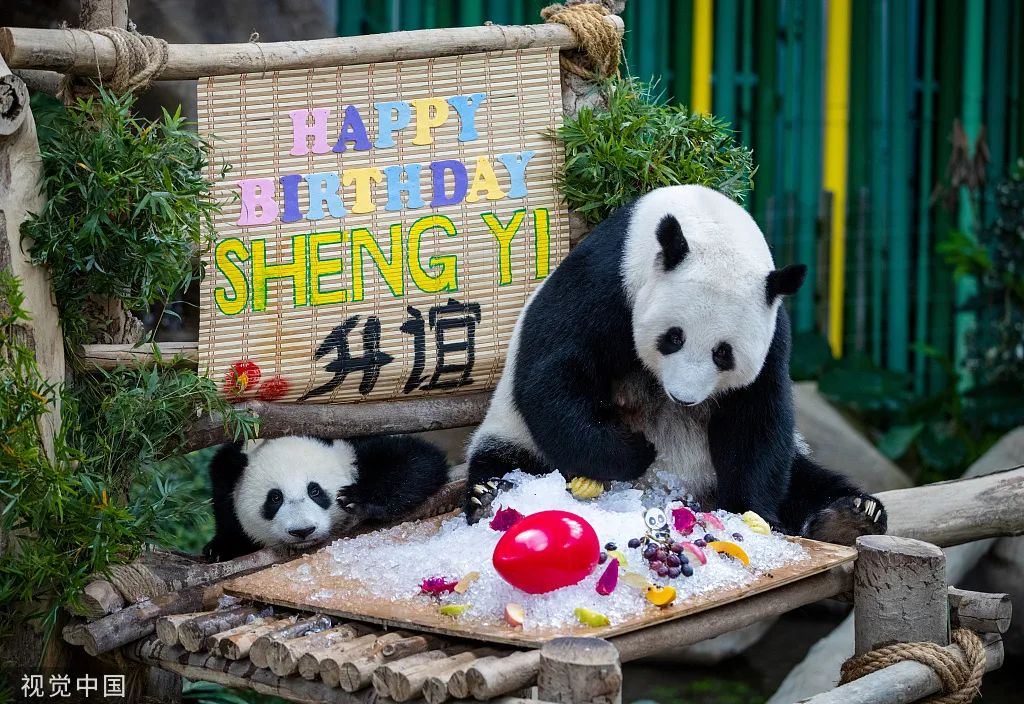 2022年5月31日，大熊猫“升谊”迎来1岁生日，马来西亚国家动物园为“升谊”和“谊谊”准备了水果。（图源：视觉中国）