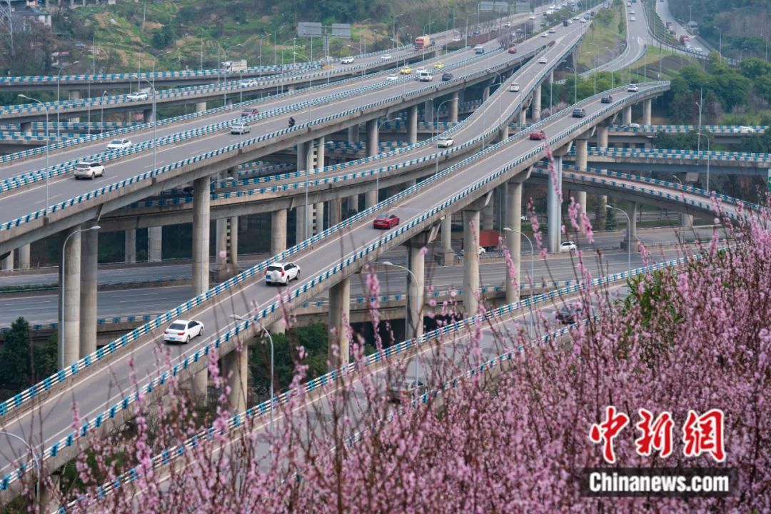 2023年3月，重庆市南岸区黄桷湾立交，道路旁美人梅绽放。李洪波 摄