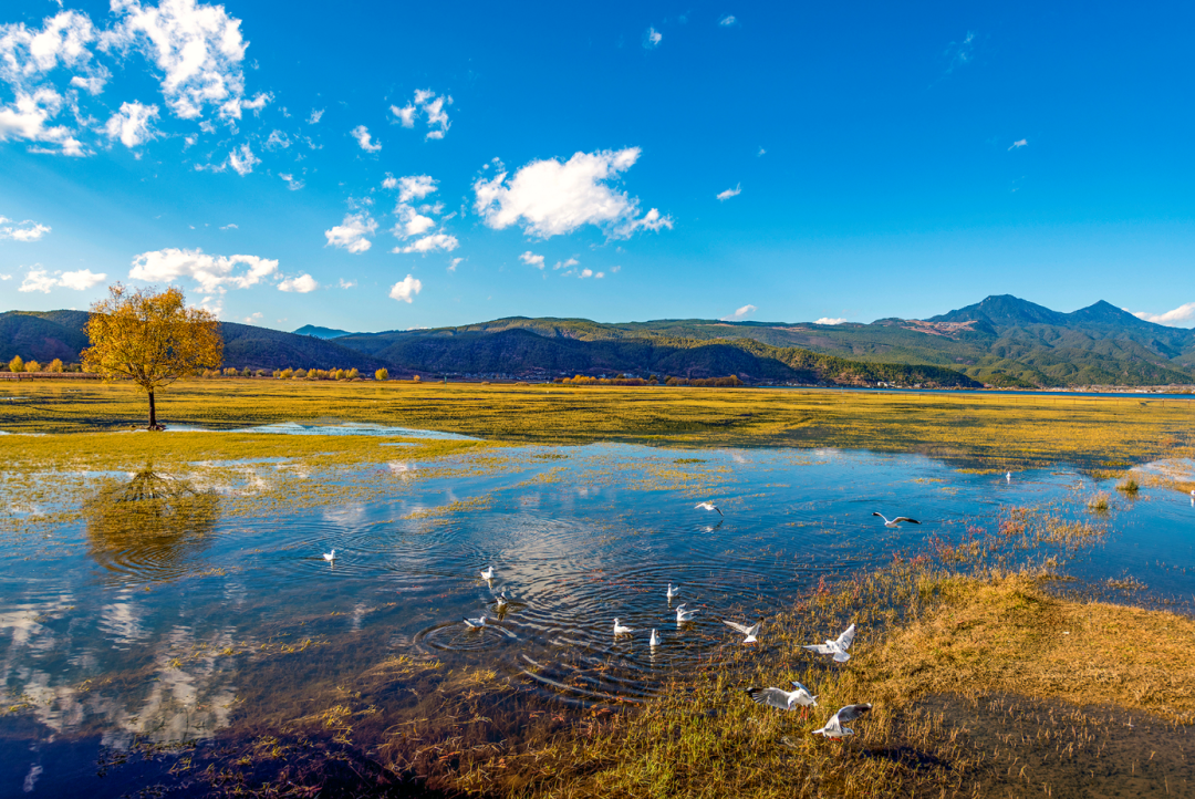 拉市海湿地公园&nbsp; 杨寿福 摄