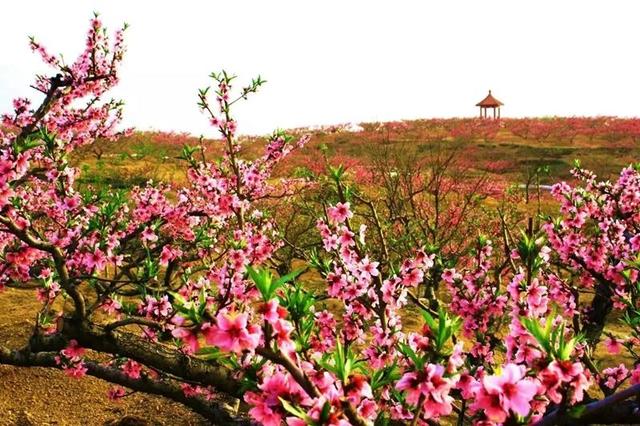 乡村好时节·泗水赏花汇暨第二十届桃花节开幕|桃花节_新浪新闻